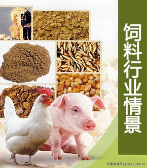 推動中國飼料行業(yè)持續(xù)發(fā)展的策略與展望