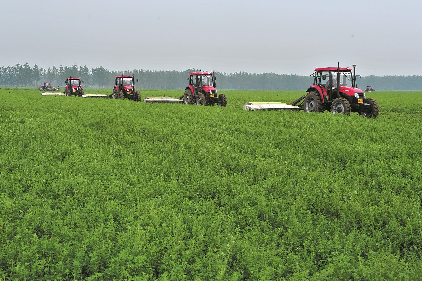 庫倫旗牧草銷售與種植 畜牧漁業飼料產業鏈的優化與發展
